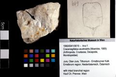 Foto (Objket + Etiketten) von Cracensigillatus acutirostris (Moericke, 1889) 